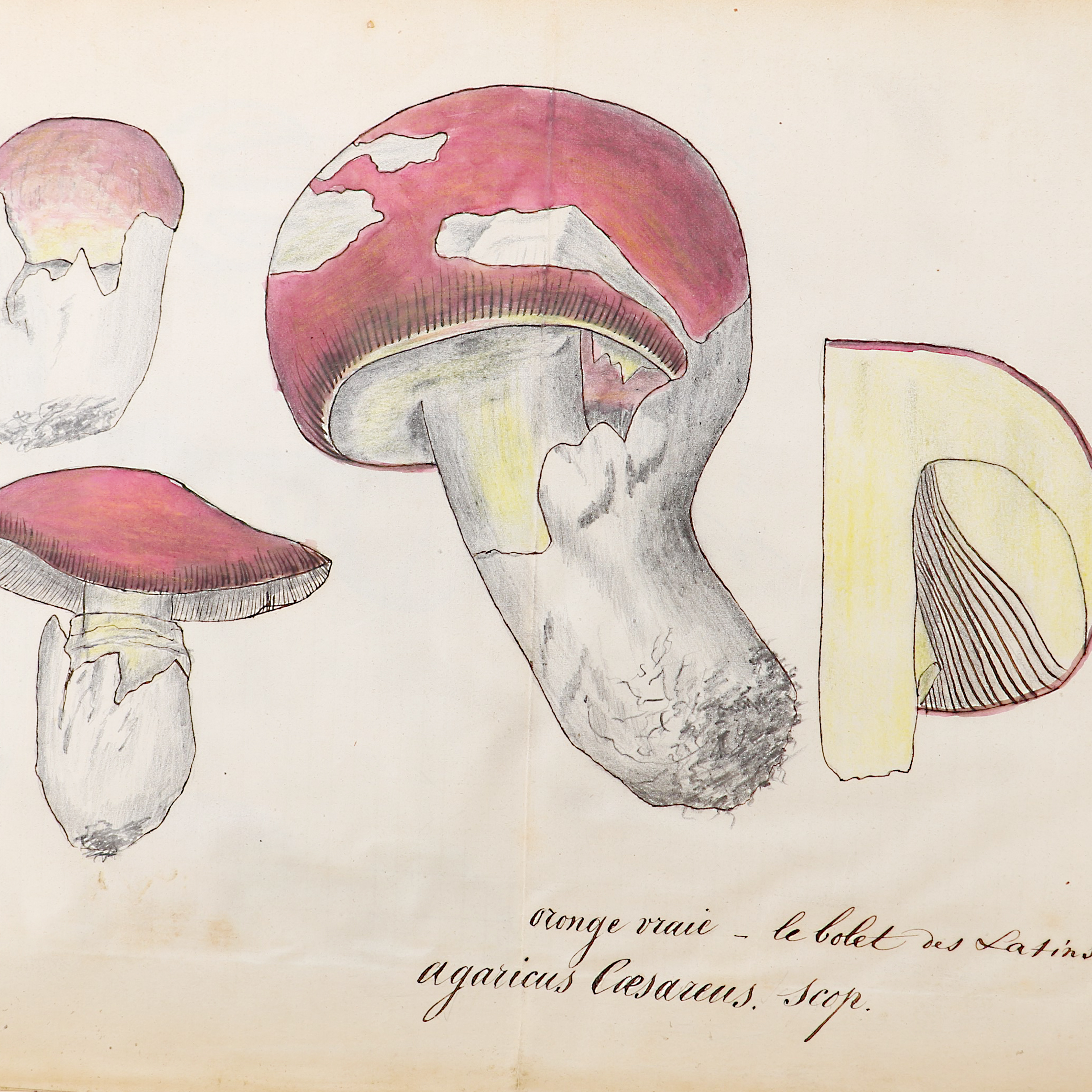 Mycologie